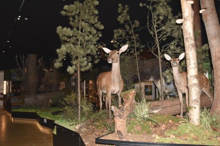 Přírodní vědy - les/Naturwissenschaften -Wald